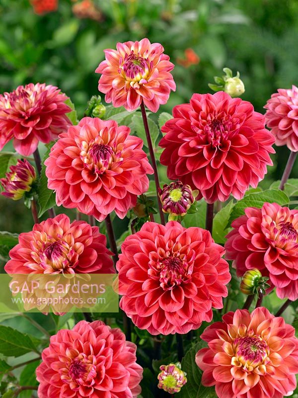 Dahlia Decorative Princesse Gracia