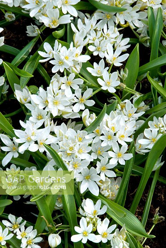 Ornithogalum oligophyllum