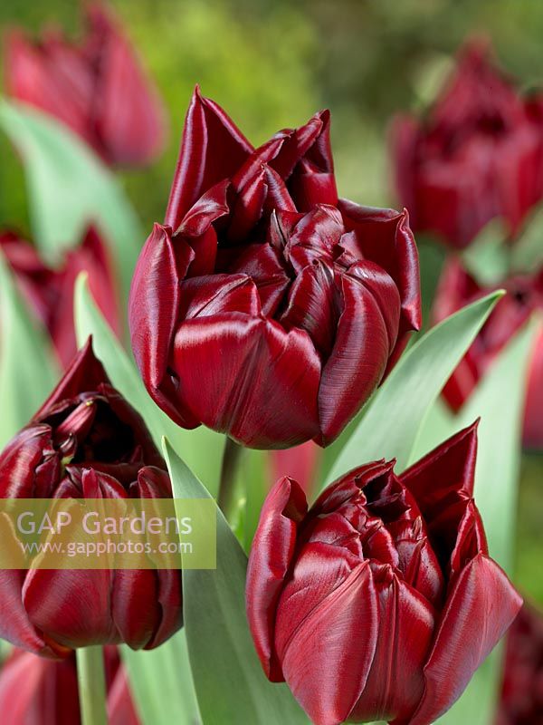 Tulipa Double Early Matrix