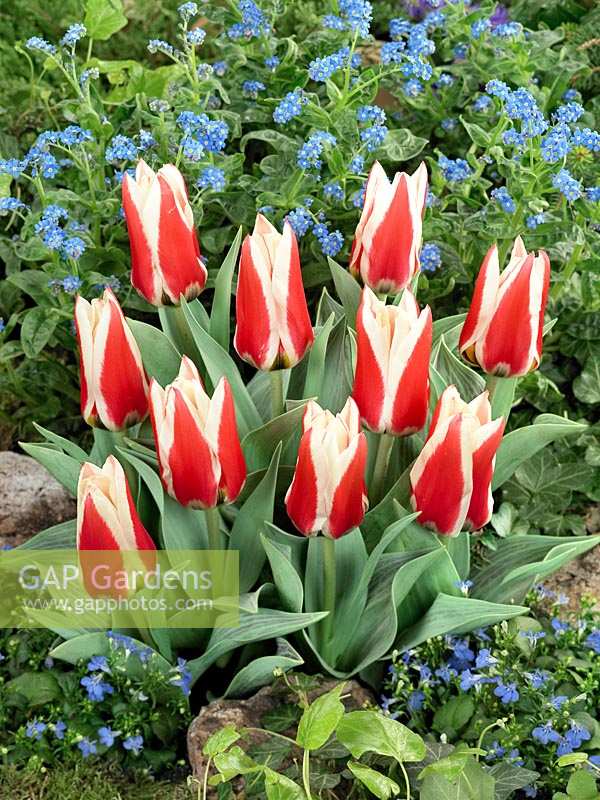 Tulipa greigii Perfectionist