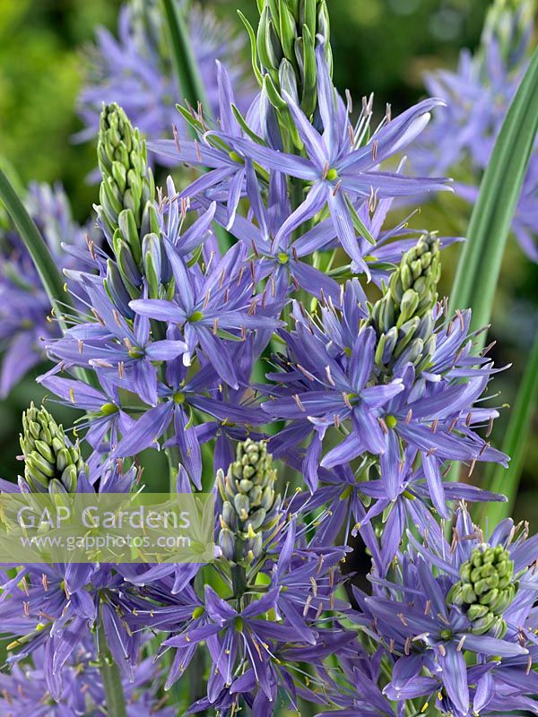 Camassia leichtlinii Blue Danube