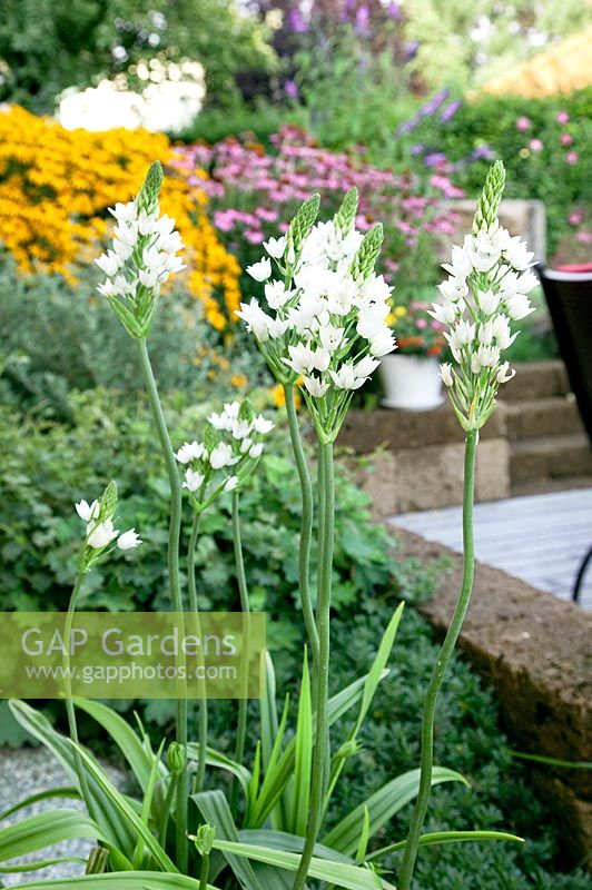 Ornithogalum