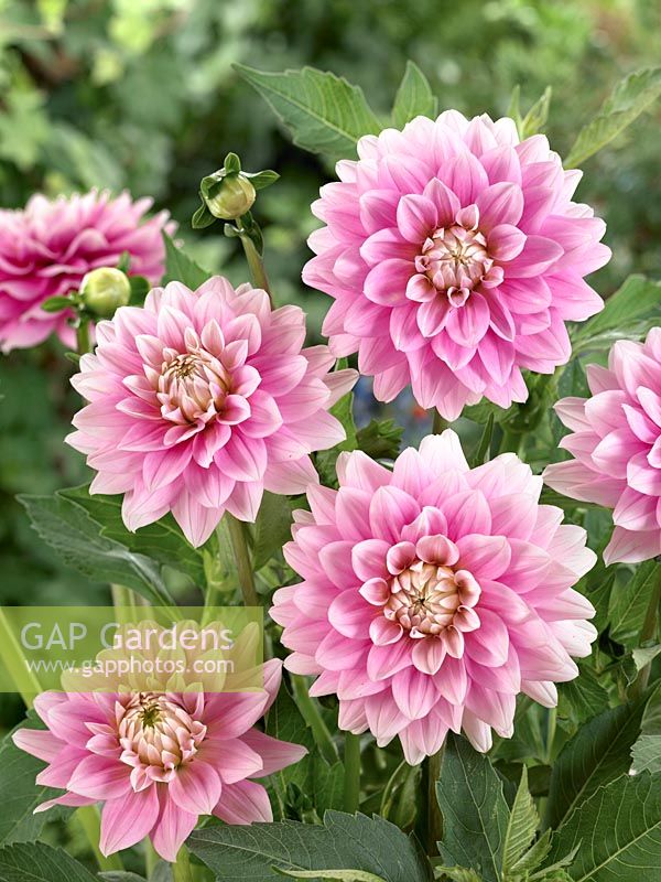 Dahlia Decorative Offshore Dream