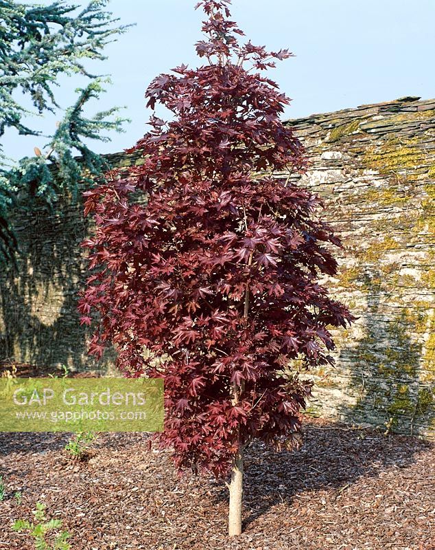 Acer Crimson Sentry