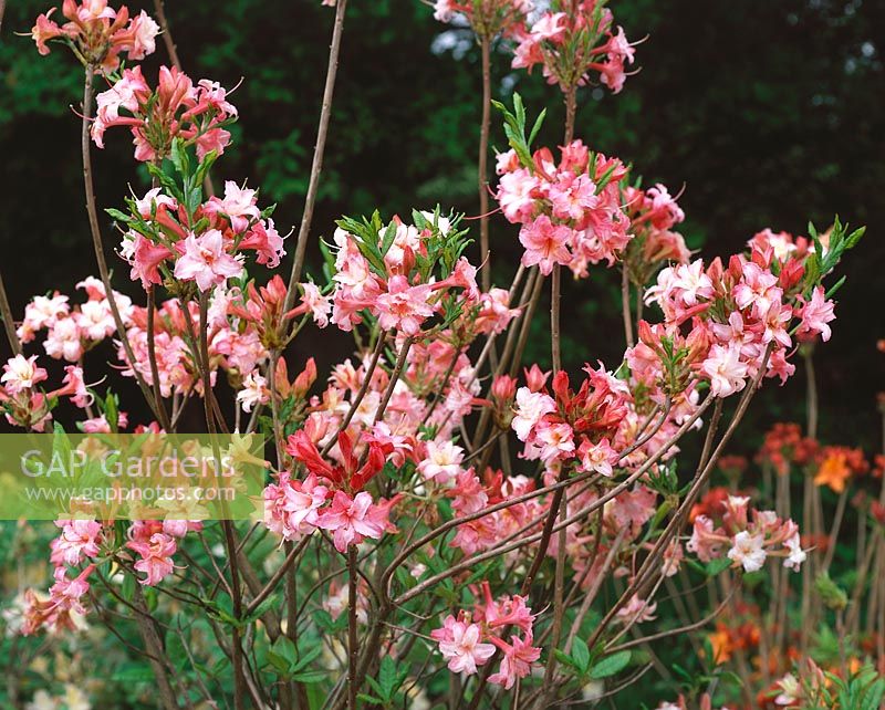Rhododendron luteum Corneille