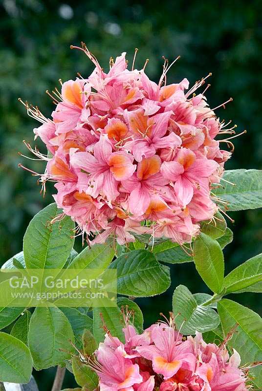 Rhododendron ponticum Pucella