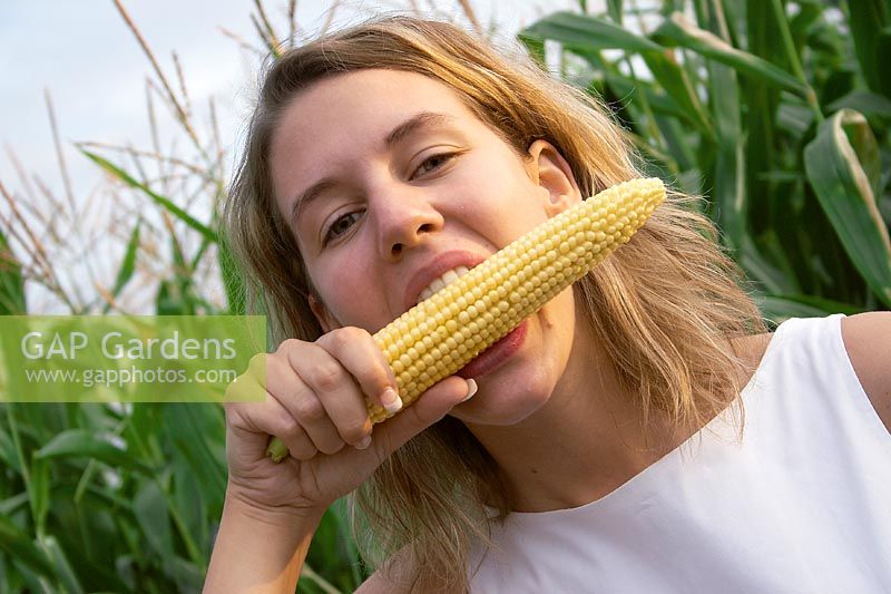 Young lady is eating a sweet corn cob