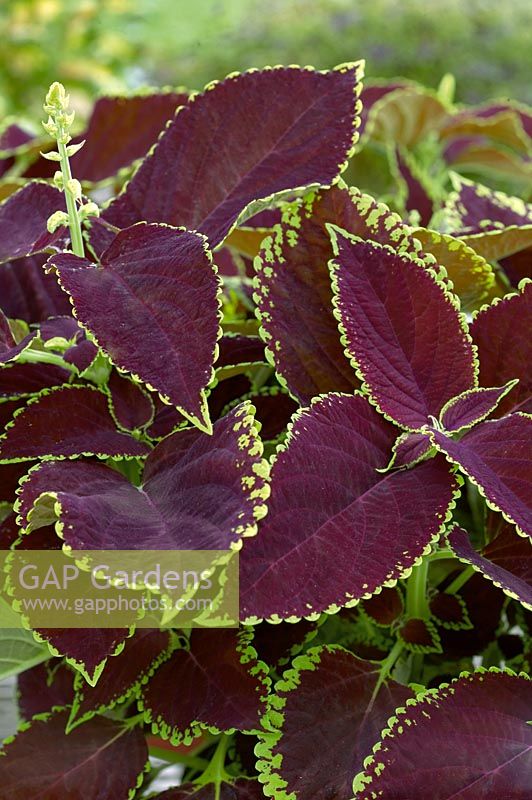 Plectranthus scutellarioides Stained Glasswork™ Fireball