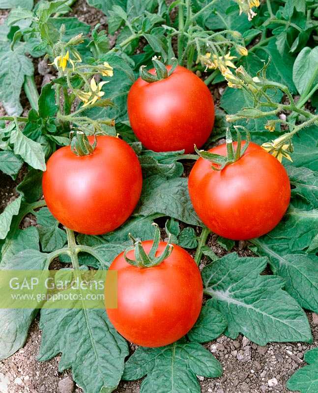 Tomate - Lycopersicon esculentum Tornedo