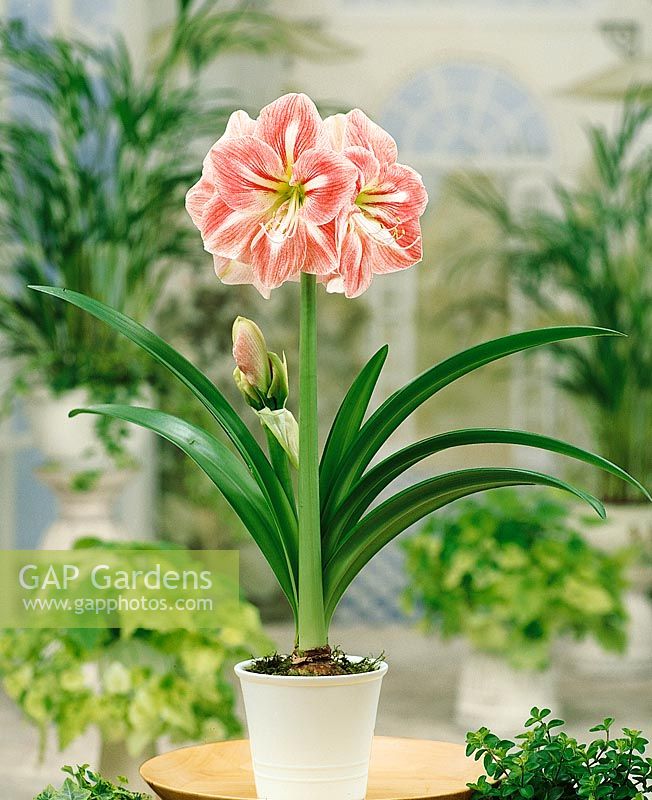 Amaryllis Flair im Topf