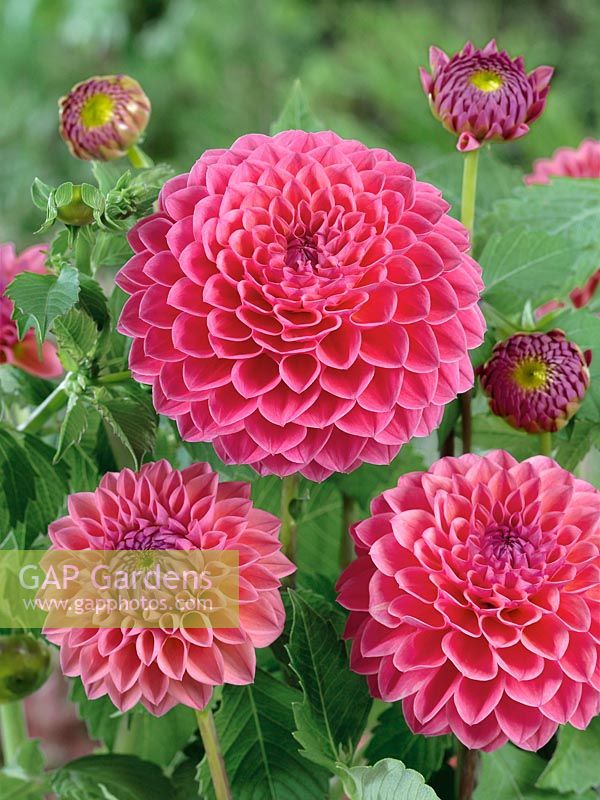 Dahlia Ball Linda's Baby