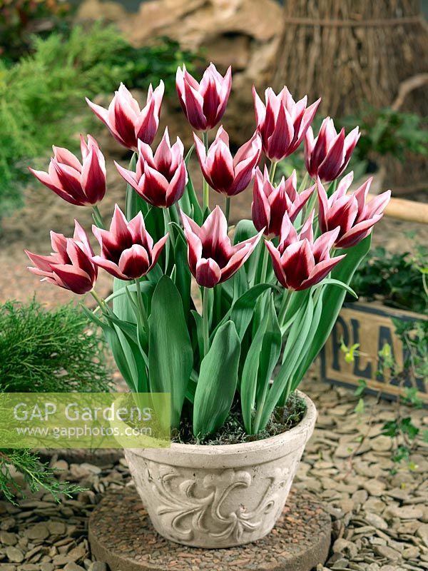 Tulipa Triumph Rajka in pot