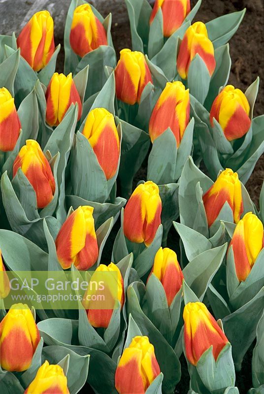 Tulipa greigii Ice Lolly