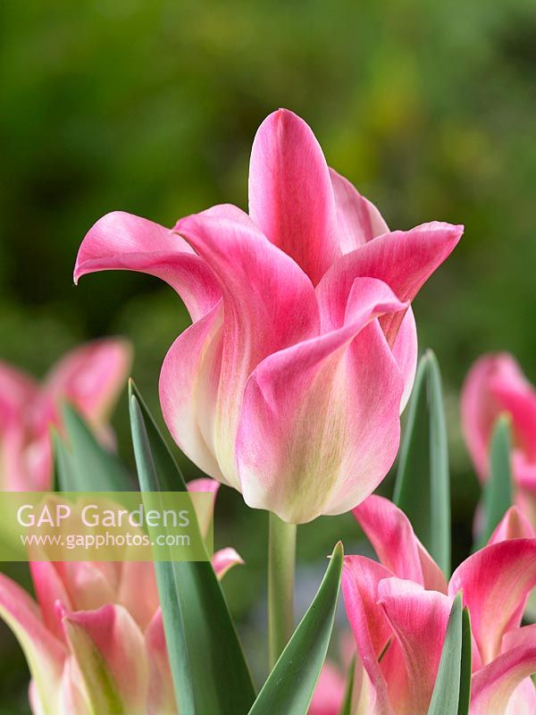 Tulipa viridiflora Florosa