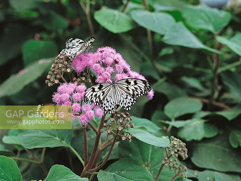 Schmetterling auf Ageratum