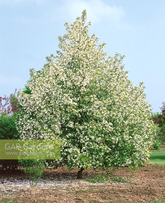 Pyrus communis Gräfin von Paris