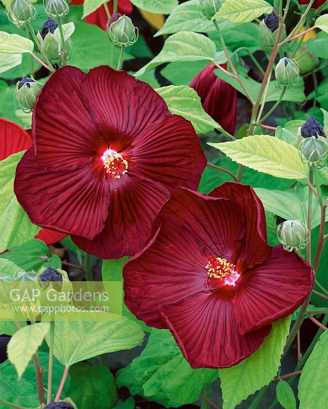 Hibiscus moscheutos dark red