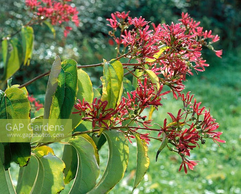 Heptacodium miconioides