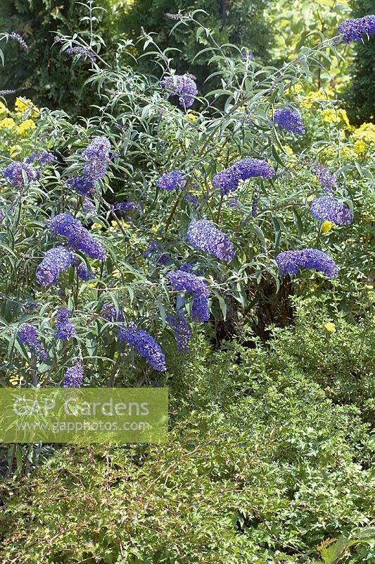 Buddleja davidii var. nanhoensis blue