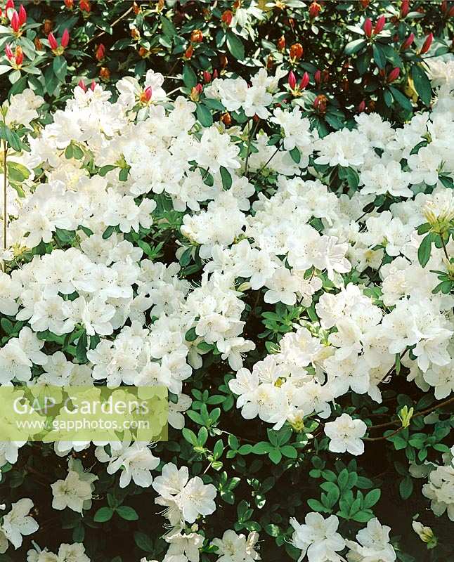 Rhododendron Delaware Valley white (Azalea)