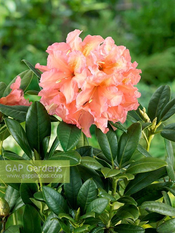 Rhododendron Orangina
