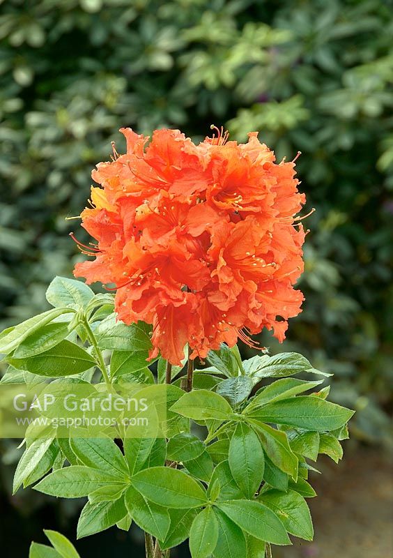 Rhododendron Hotspur Red