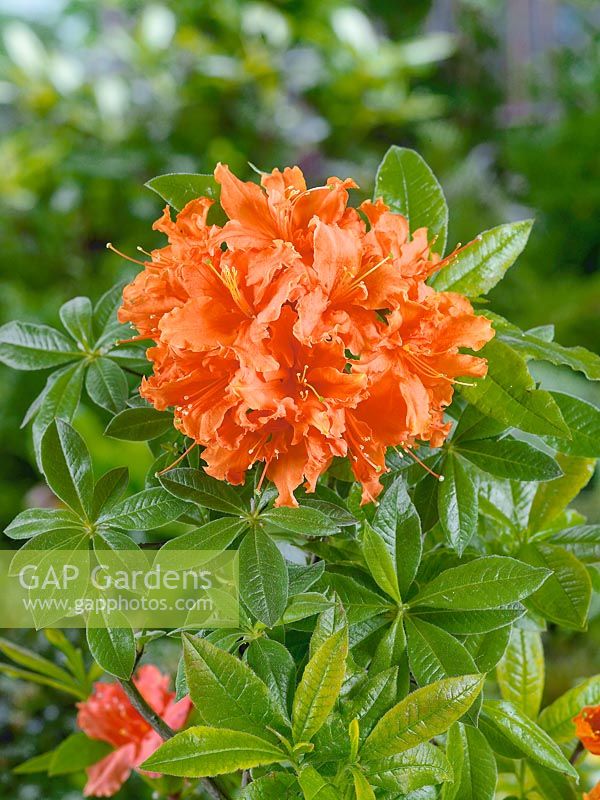 Rhododendron Hotspur Orange