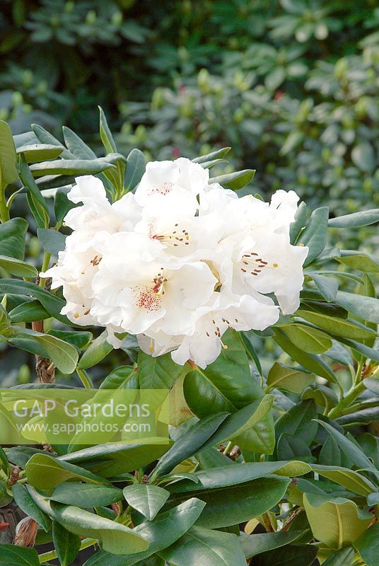Rhododendron Hybride Gartendirektor Rieger