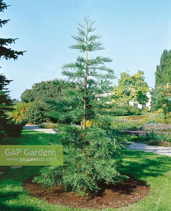 Sequoiadendron giganteum