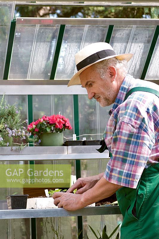 Gardener working in the greenhouse