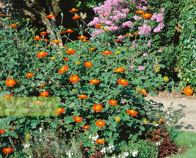 Tithonia rotundifolia Sangria