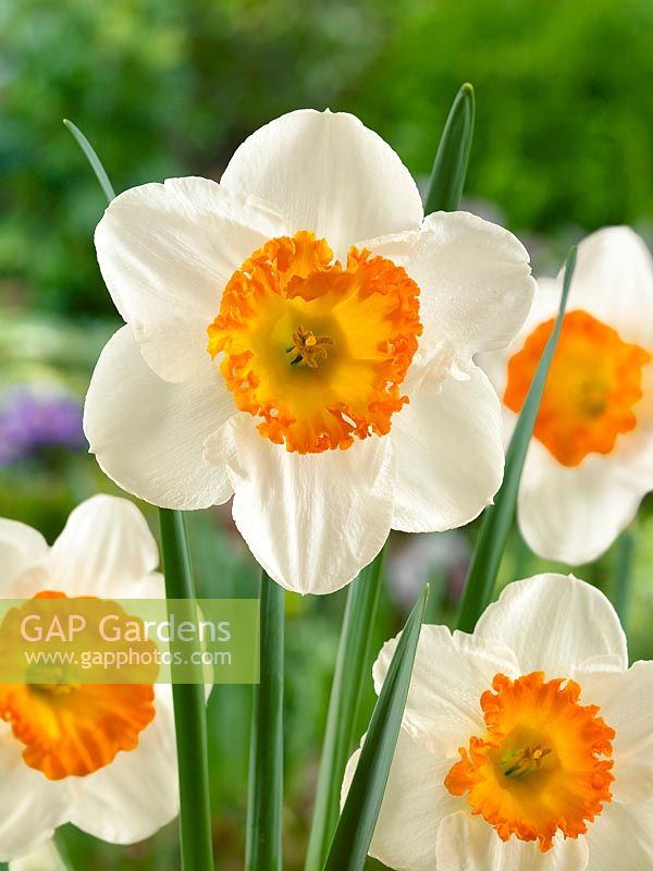 Narcissus Large Cupped Sound
