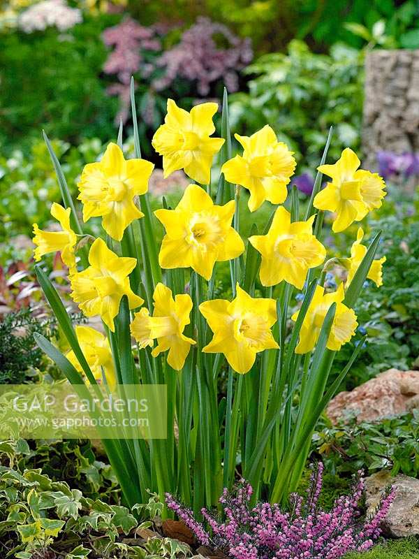 Narcissus Large Cupped Saint Patrick's Day