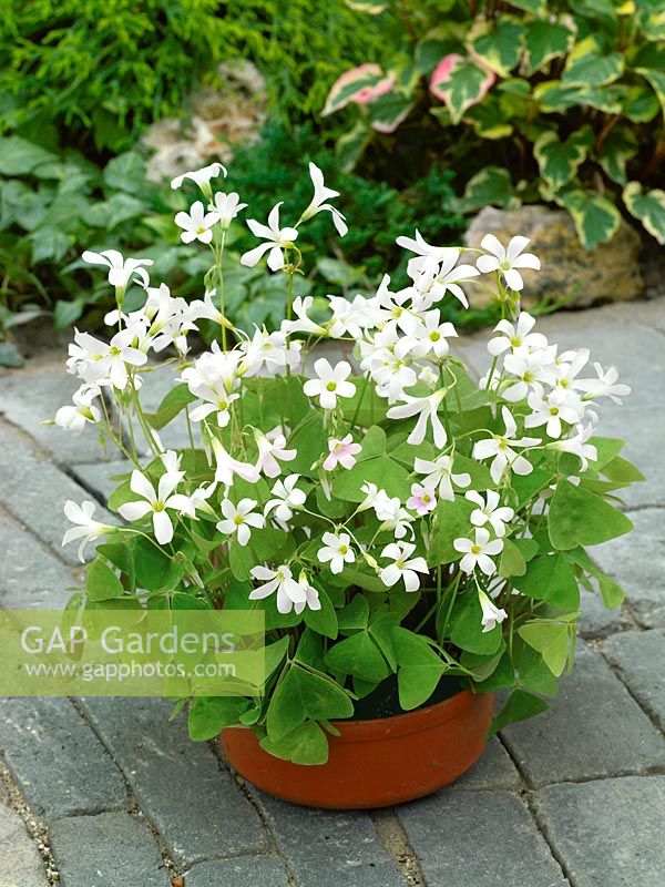 Oxalis triangularis Birgit