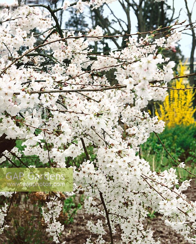 PRUNUS X YEDOENSIS MOERHEIMII