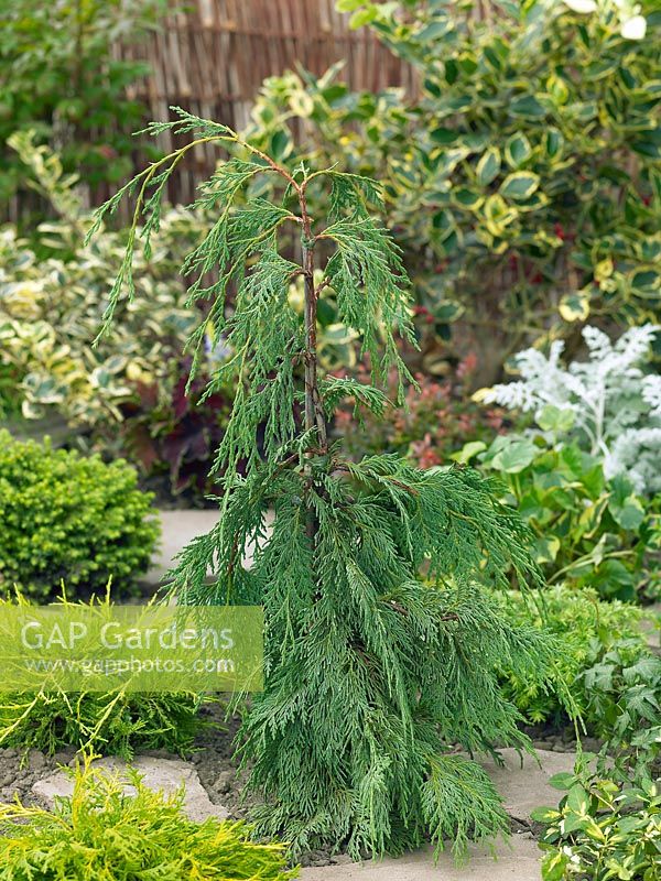 Chamaecyparis nootkatensis Pendula