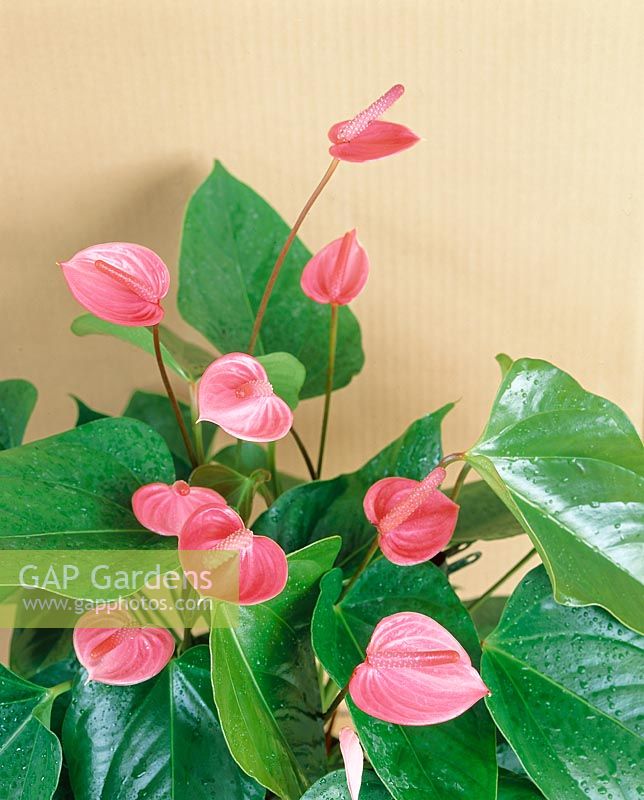 ANTHURIUM ANDREANUM SWEETHEART PINK