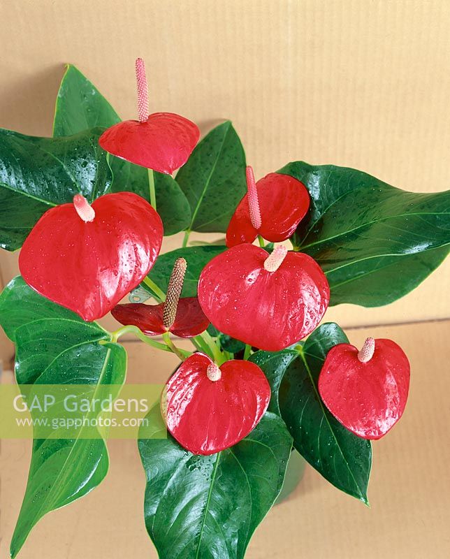 ANTHURIUM ANDREANUM SWEETHEART RED