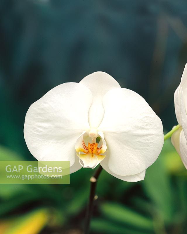 Phalaenopsis White