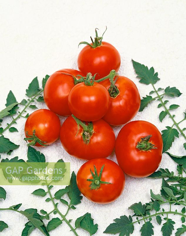 Tomate/Lycopersicon esculentum CREOLE