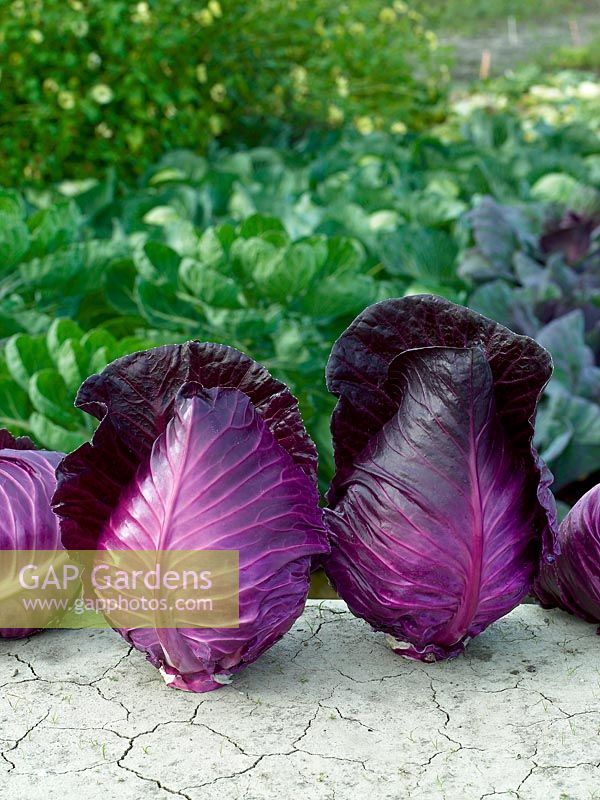 Rotkohl / Brassica oleracea var. capitata f. rubra Kalibos