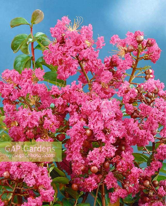 Lagerstroemia indica Eavesii