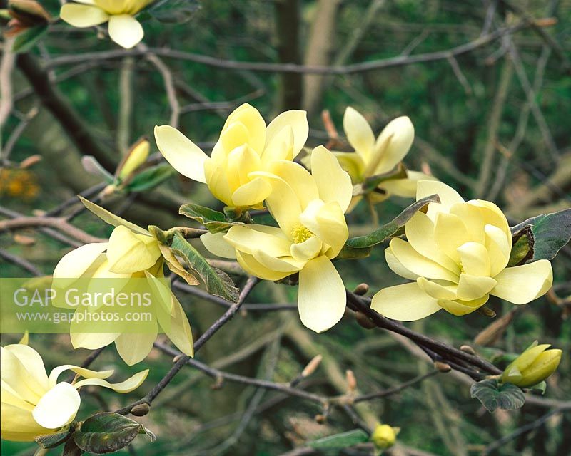 Magnolia Goldstar