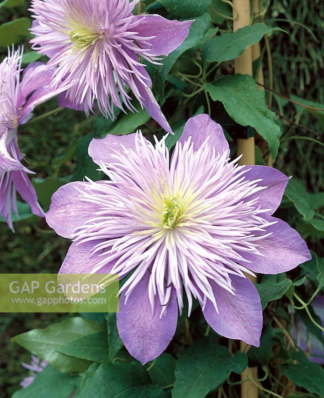 Clematis Crystal Fountain ™ Regal ™ Evipo038