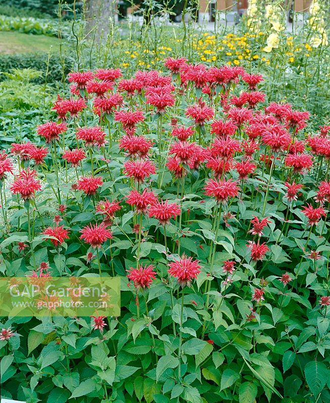 Monarda didyma Gardenview Scarlet