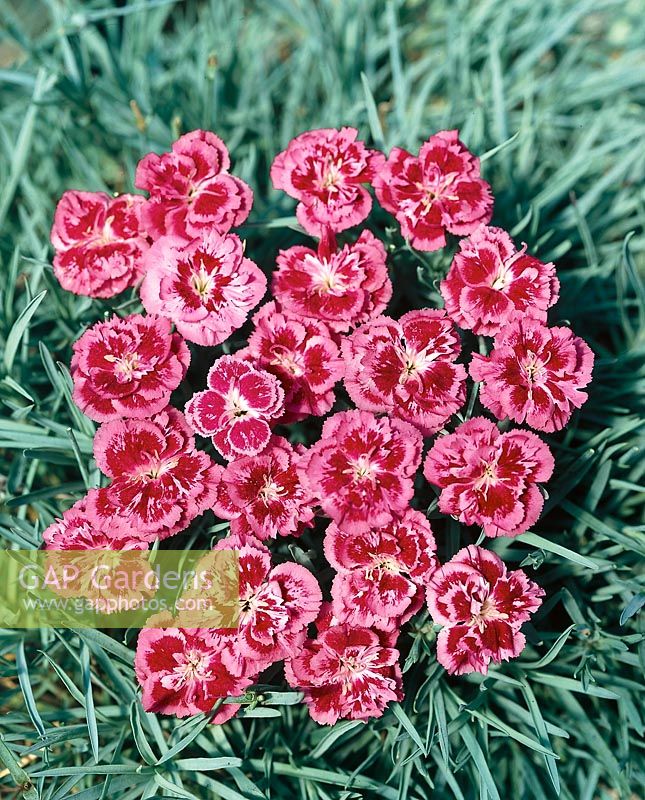 DIANTHUS Southern Advanced