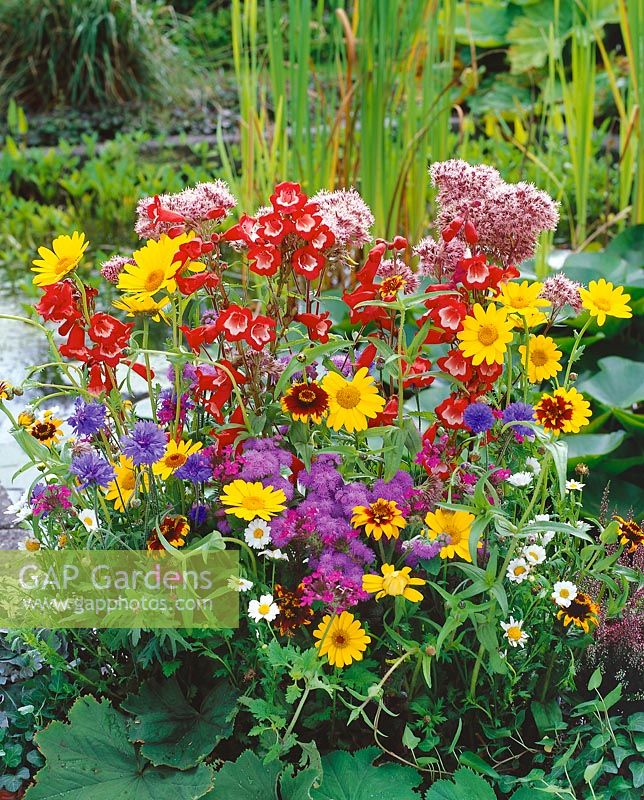 annual flower mix