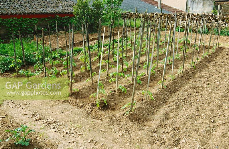 Young plants border with tomato plants