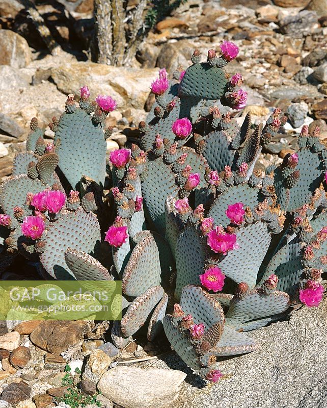 OPUNTIA BASILARIS