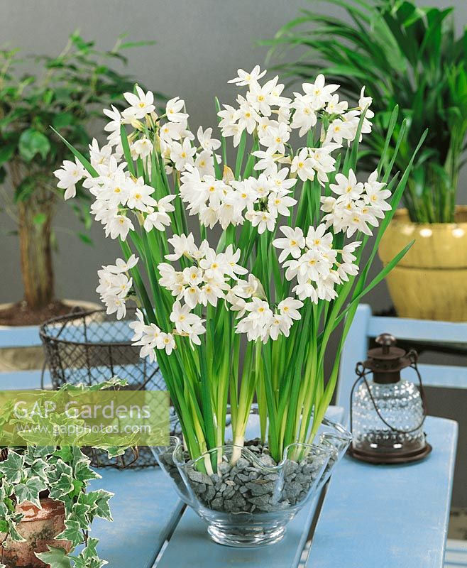 Narcissus papyraceus Paperwhite in glass pot